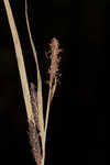 Water sedge